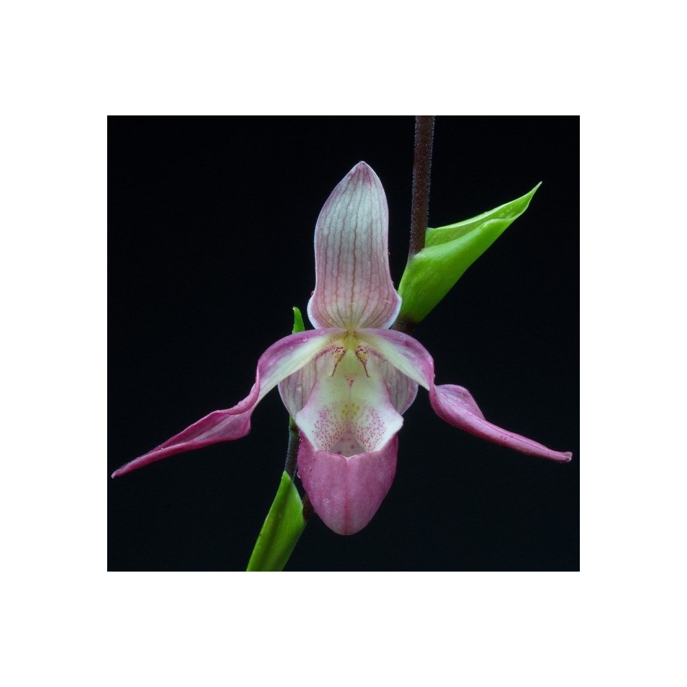 Phragmipedium Lemoinierianum