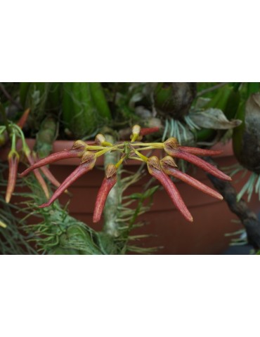 Bulbophyllum helenae 2