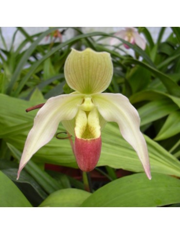 Phragmipedium Longueville