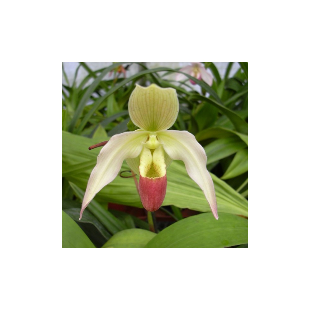 Phragmipedium Longueville