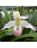 Phragmipedium Sedenii