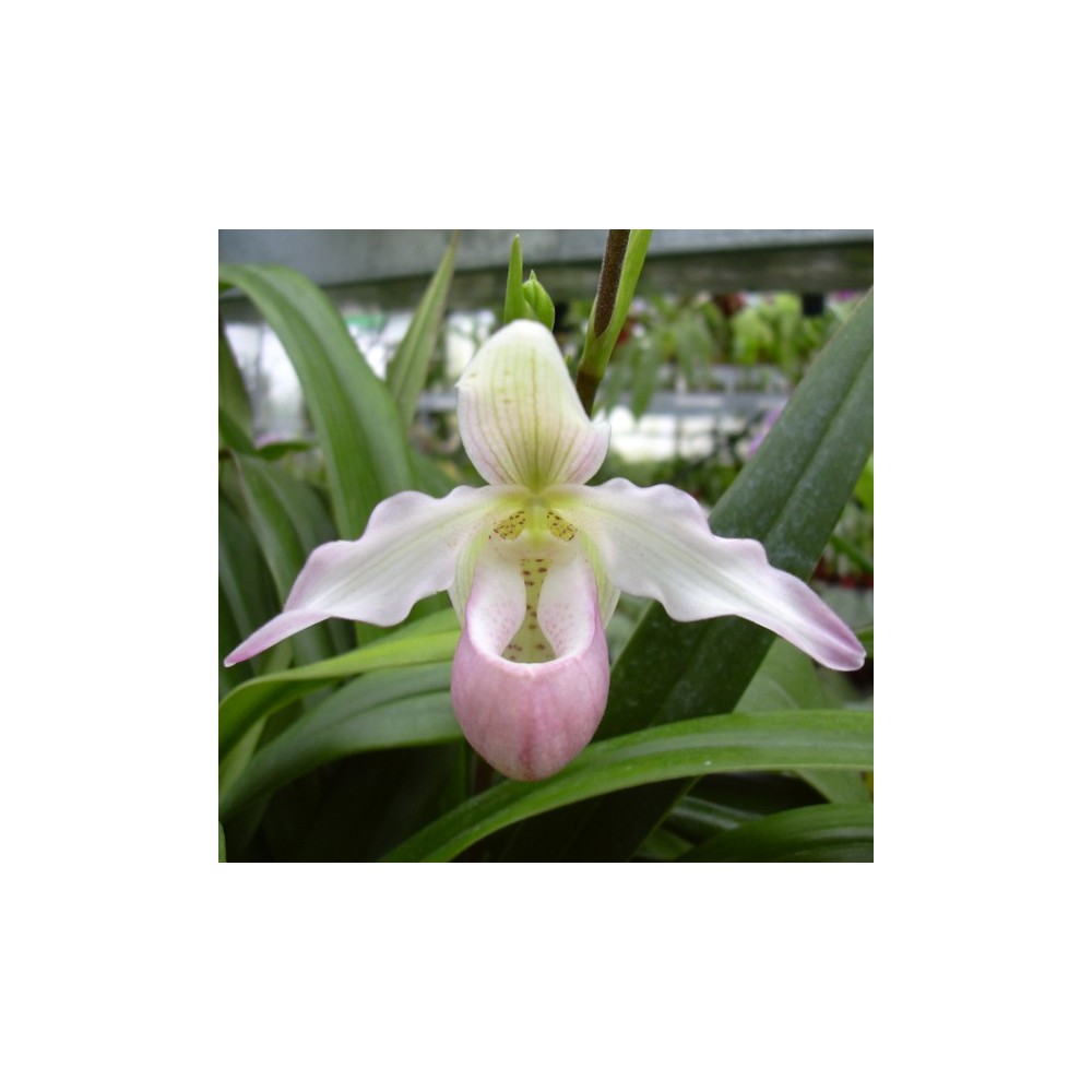 Phragmipedium Sedenii