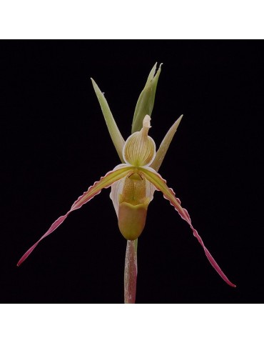 Phragmipedium longifolium