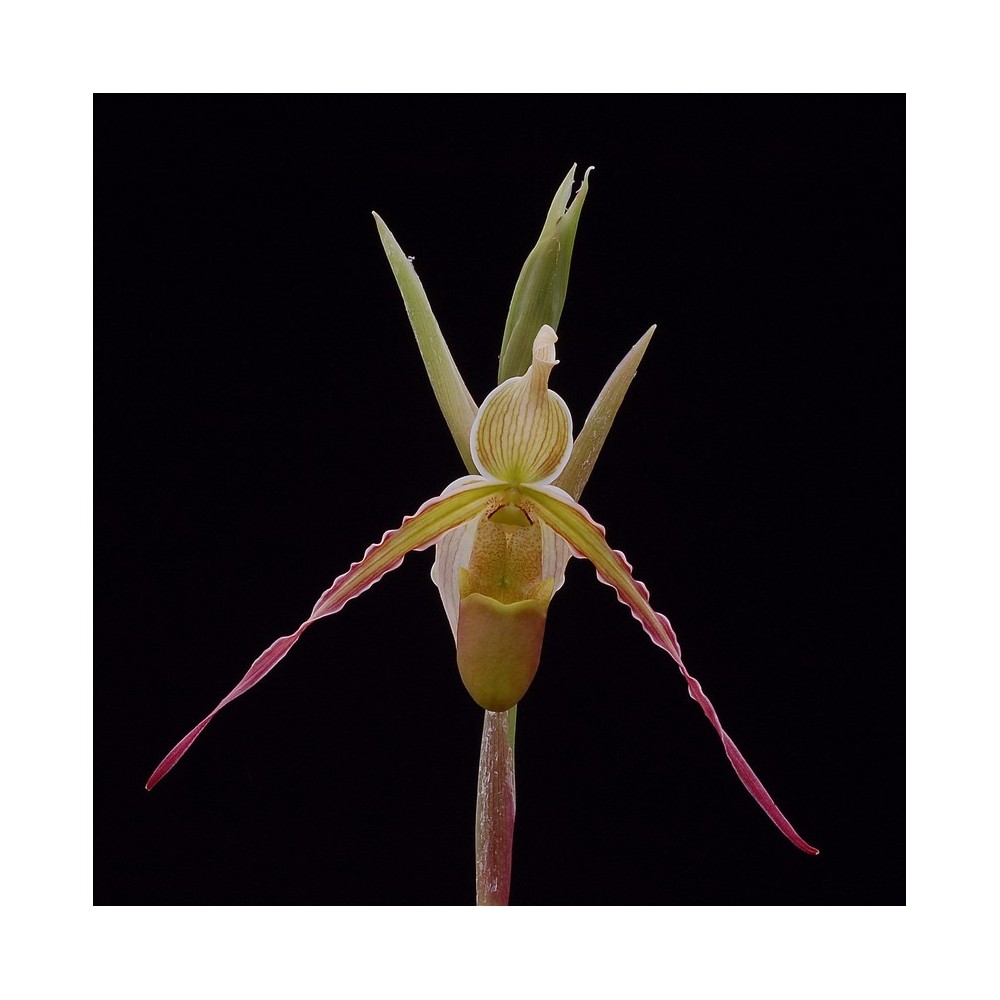Phragmipedium longifolium