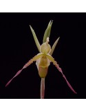 Phragmipedium longifolium