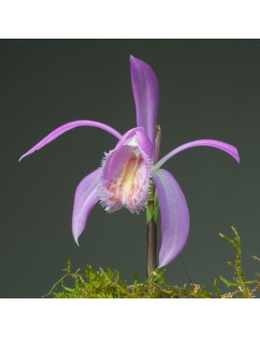 Pleione Tolima