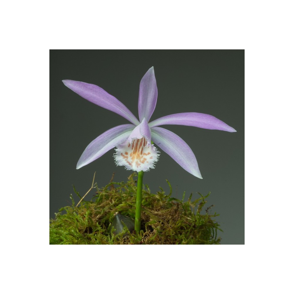 Pleione formosana