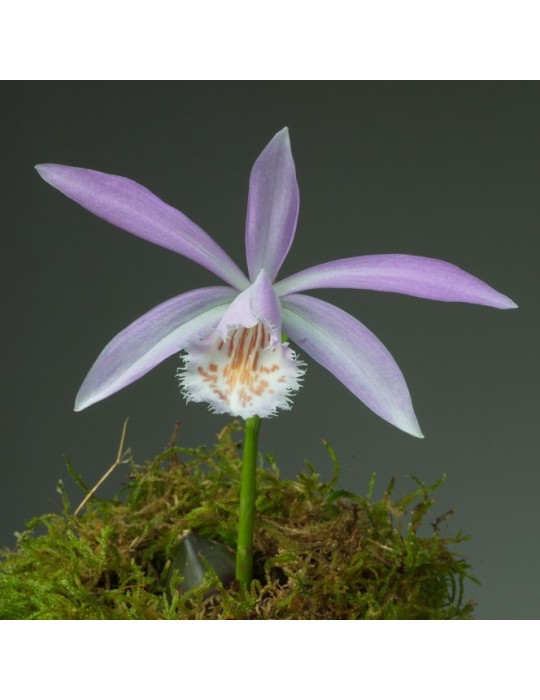 Pleione formosana