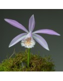 Pleione formosana