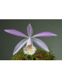 Pleione formosana