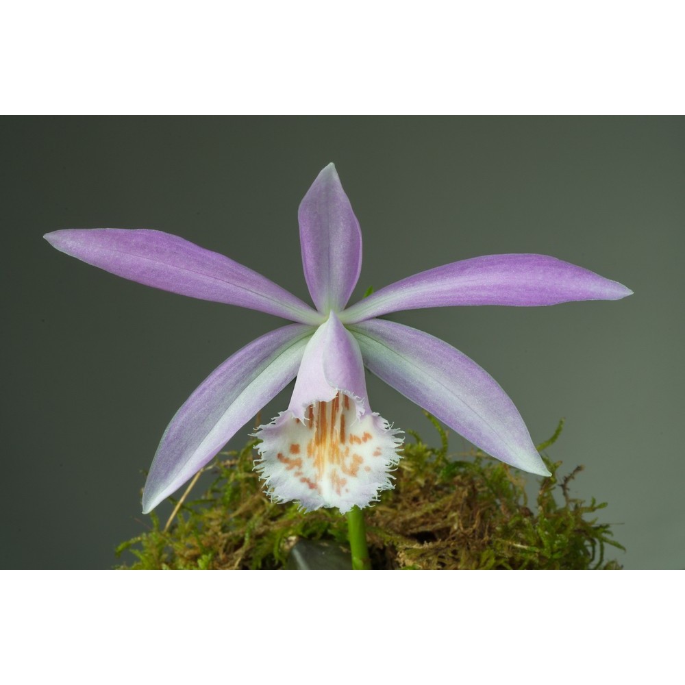Pleione formosana