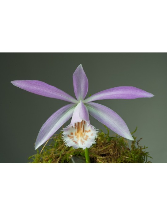 Pleione formosana