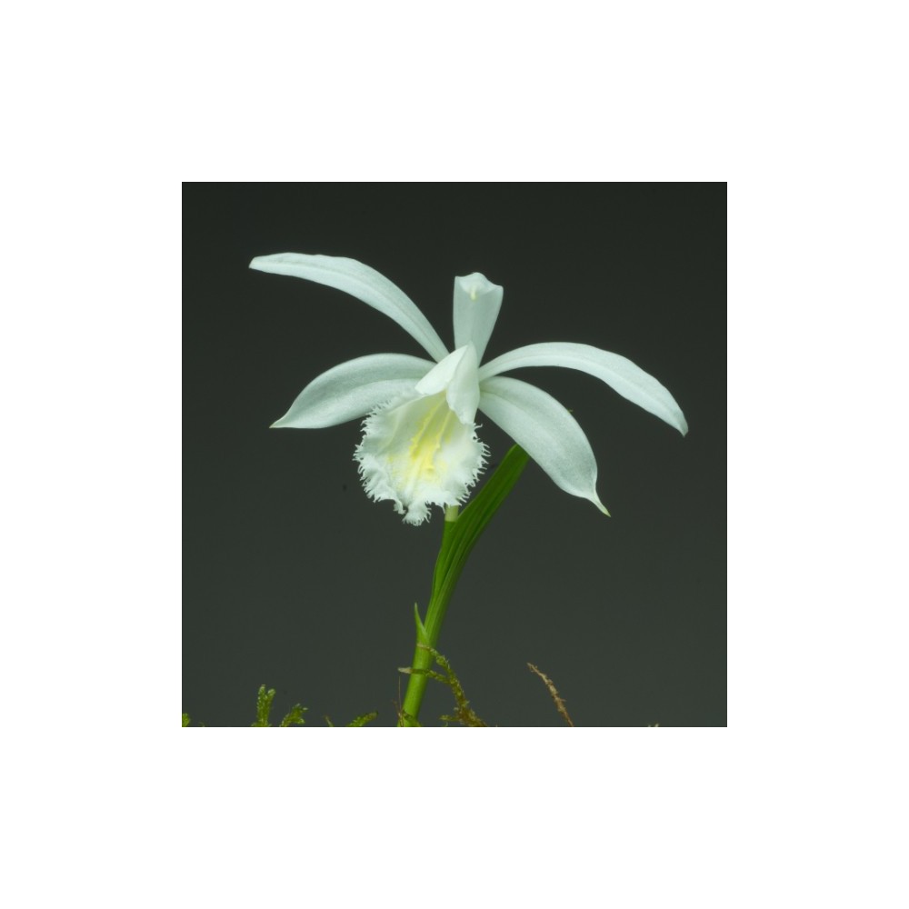 Pleione formosana ‘Snowcap’