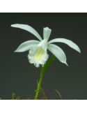 Pleione formosana ‘Snowcap’