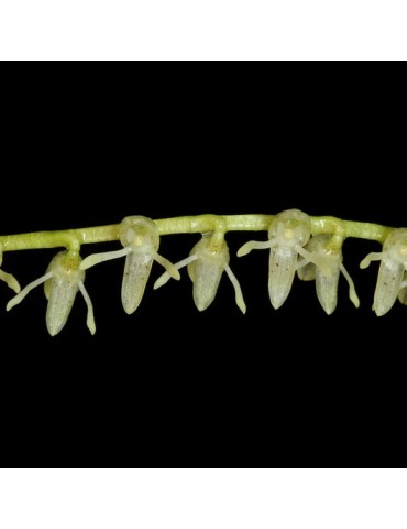 Pleurothallis pluriracemosa