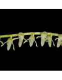 Pleurothallis pluriracemosa