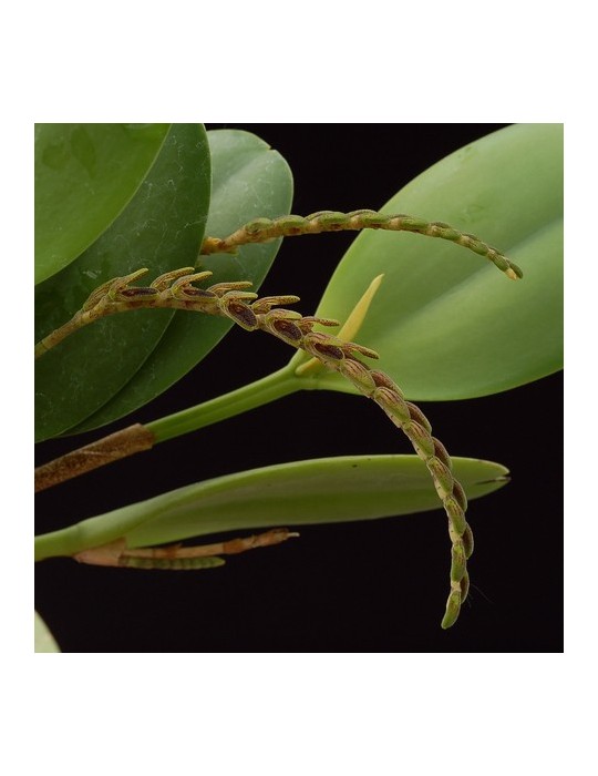 Pleurothallis saurocephala Pleurothallis saurocephala