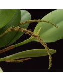 Pleurothallis saurocephala