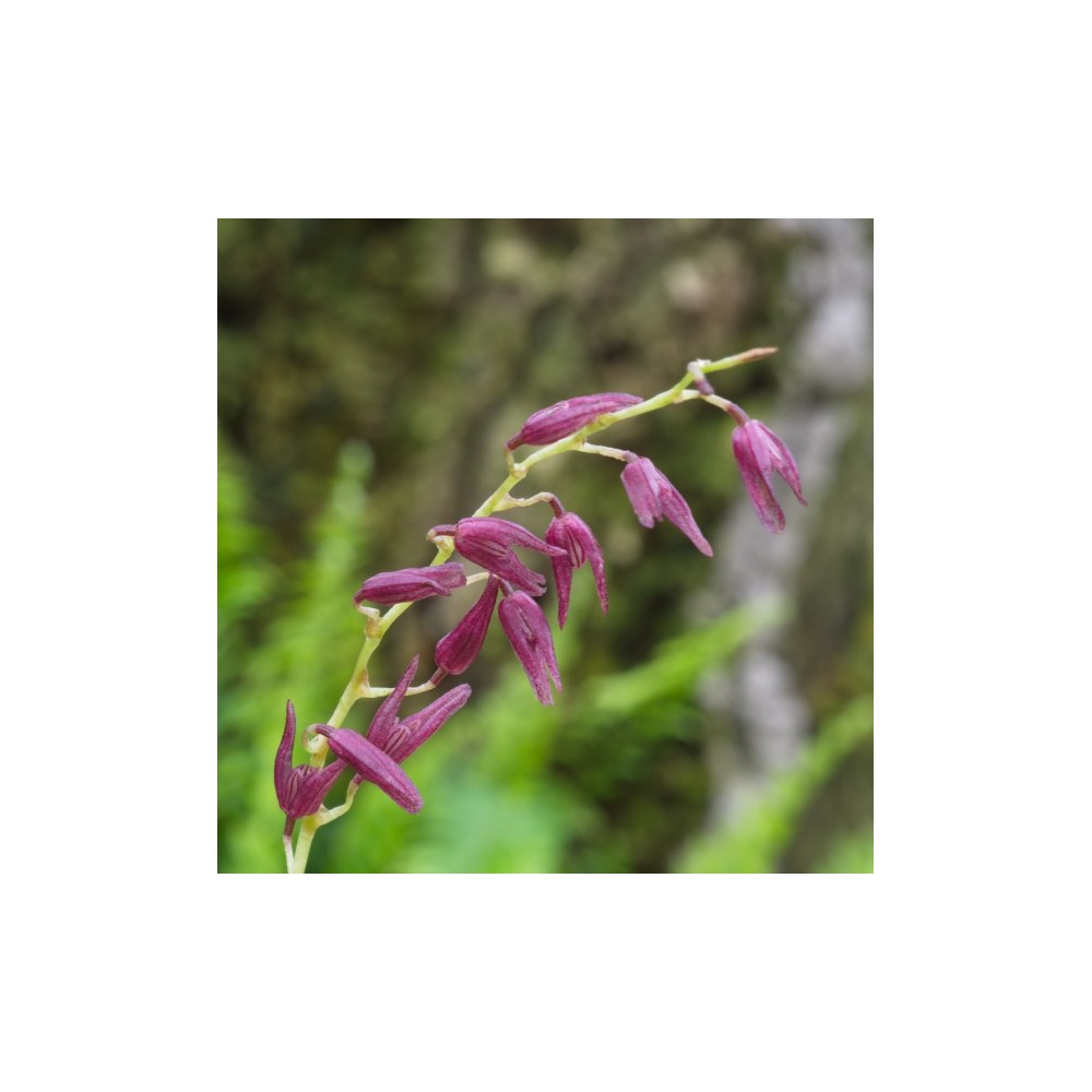 Pleurothallis tuerckheimii