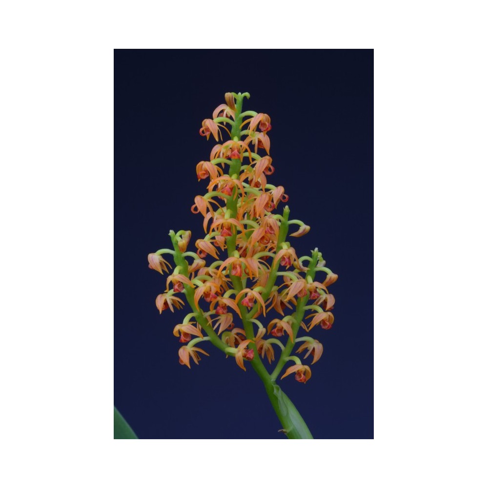 Polystachya paniculata