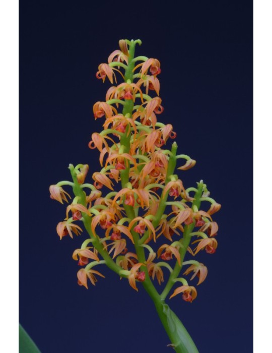 Polystachya paniculata