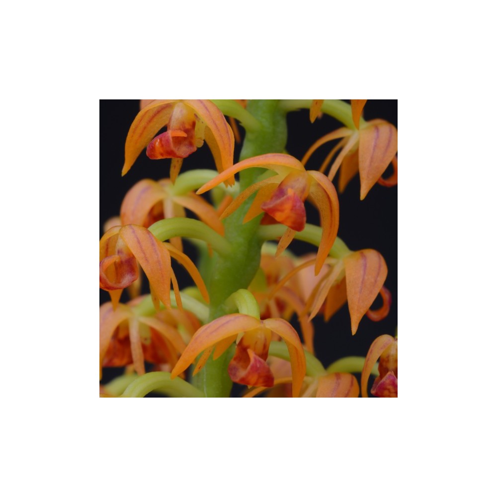 Polystachya paniculata