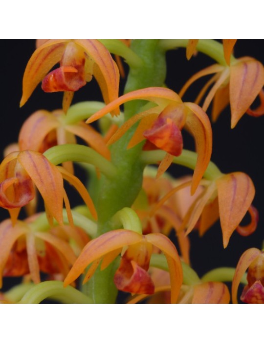 Polystachya paniculata