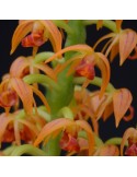Polystachya paniculata