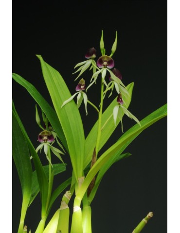 Prosthechea Green Hornet 2