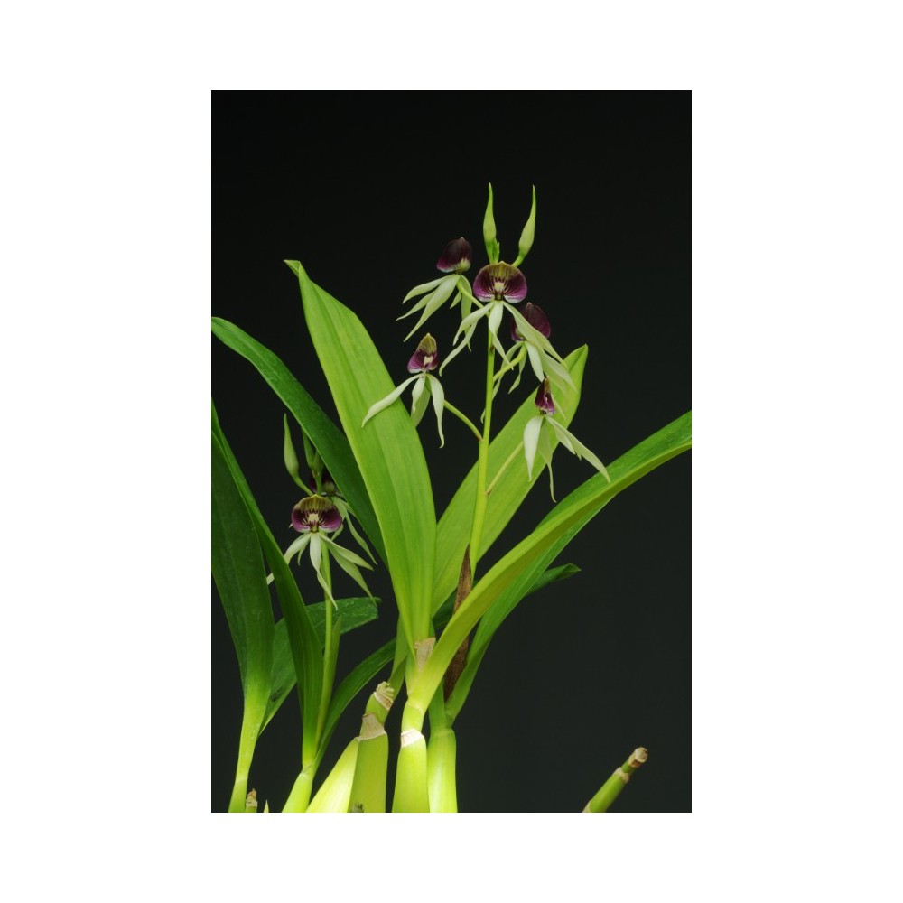 Prosthechea Green Hornet