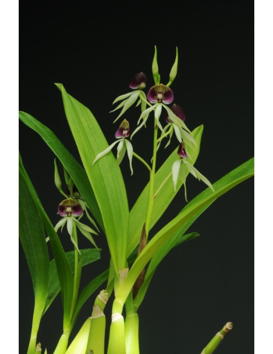 Prosthechea Green Hornet