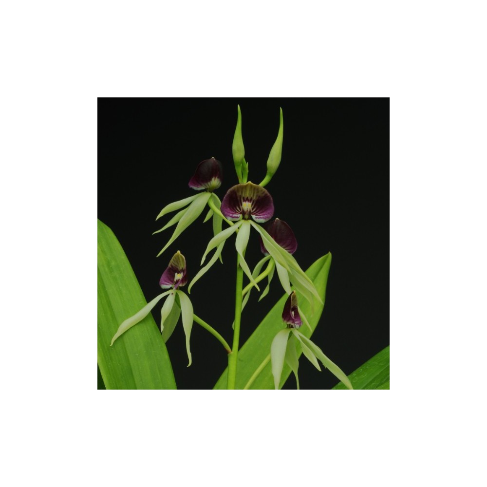 Prosthechea Green Hornet
