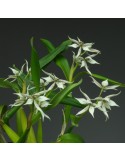 Prosthechea Steredenn Gwenn