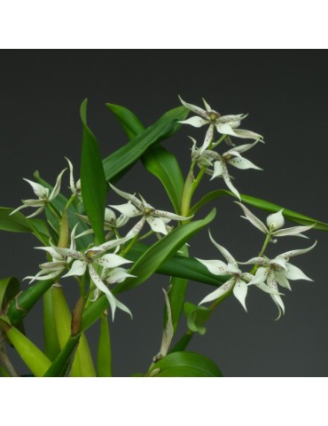 Prosthechea Steredenn Gwenn 2