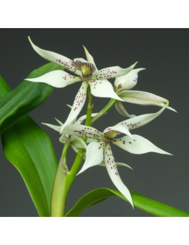 Prosthechea Steredenn Gwenn en sphaigne