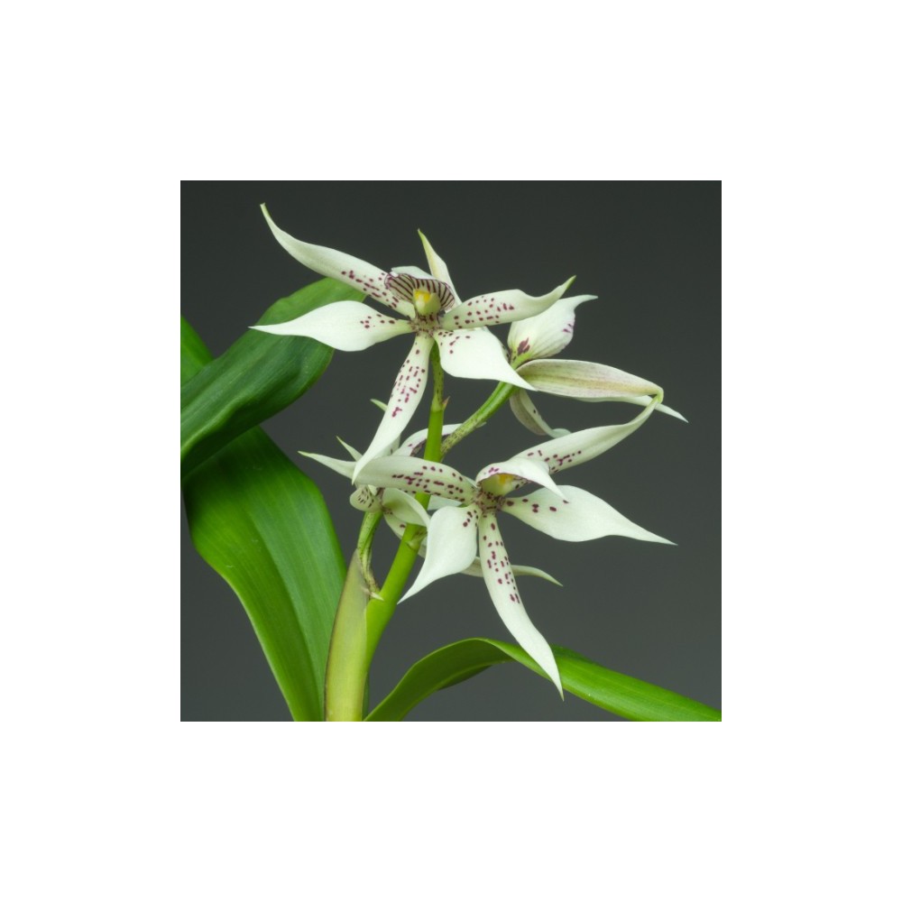 Prosthechea Steredenn Gwenn