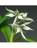 Prosthechea Steredenn Gwenn