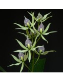 Prosthechea Synergistic Dream