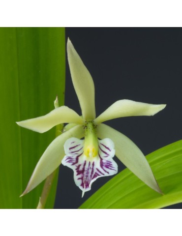 Prosthechea Villes de Saint Parres