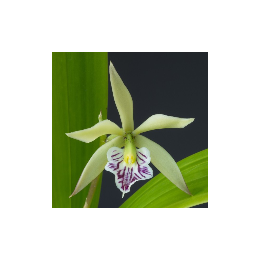 Prosthechea Villes de Saint Parres