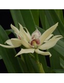 Prosthechea baculus