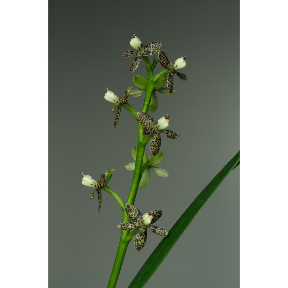 Prosthechea crassilabia