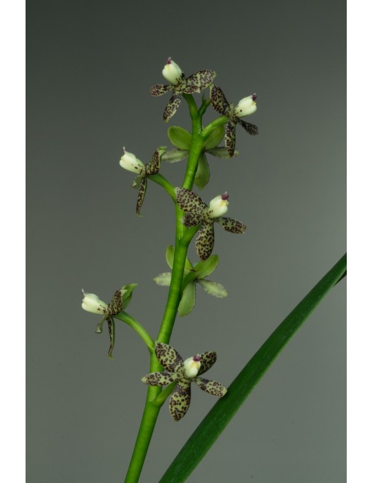 Prosthechea crassilabia