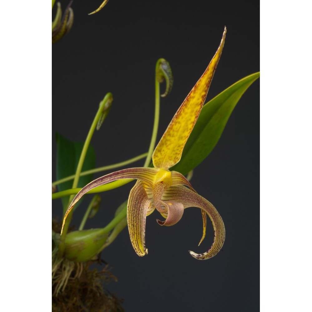 Bulbophyllum lobbii