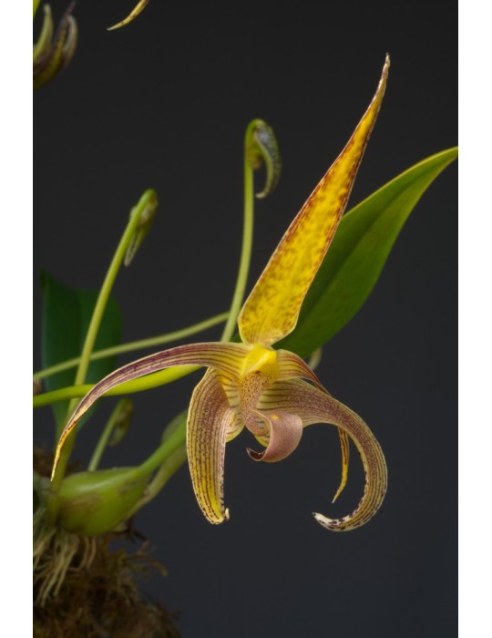Bulbophyllum lobbii