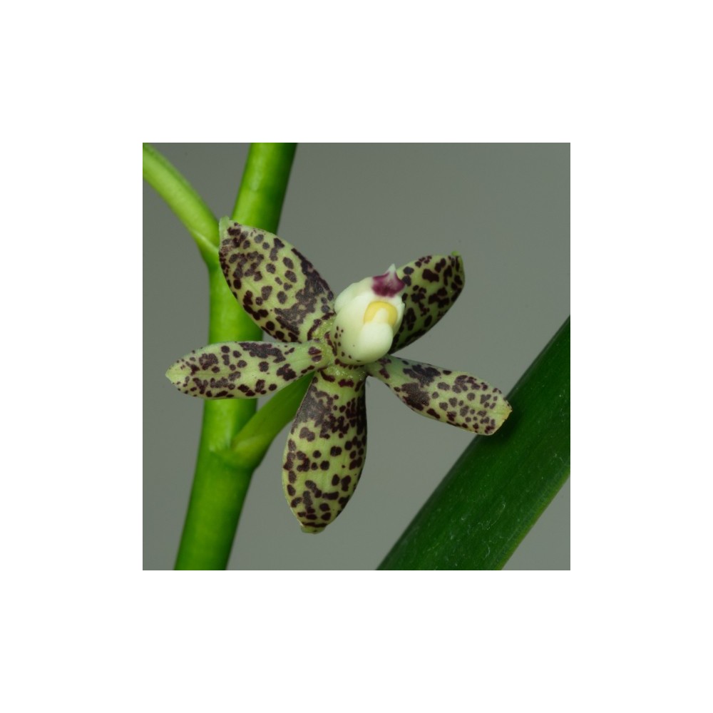 Prosthechea crassilabia