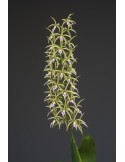 Prosthechea ionocentra