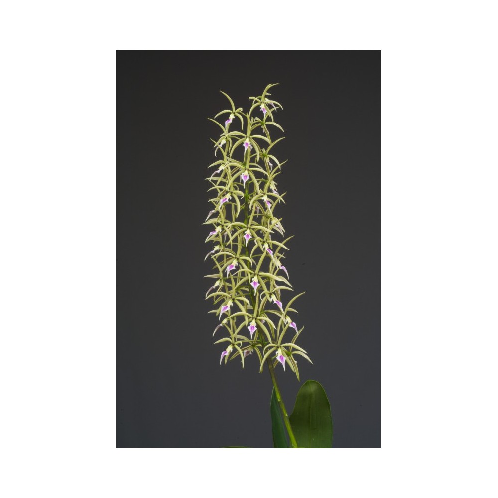 Prosthechea ionocentra