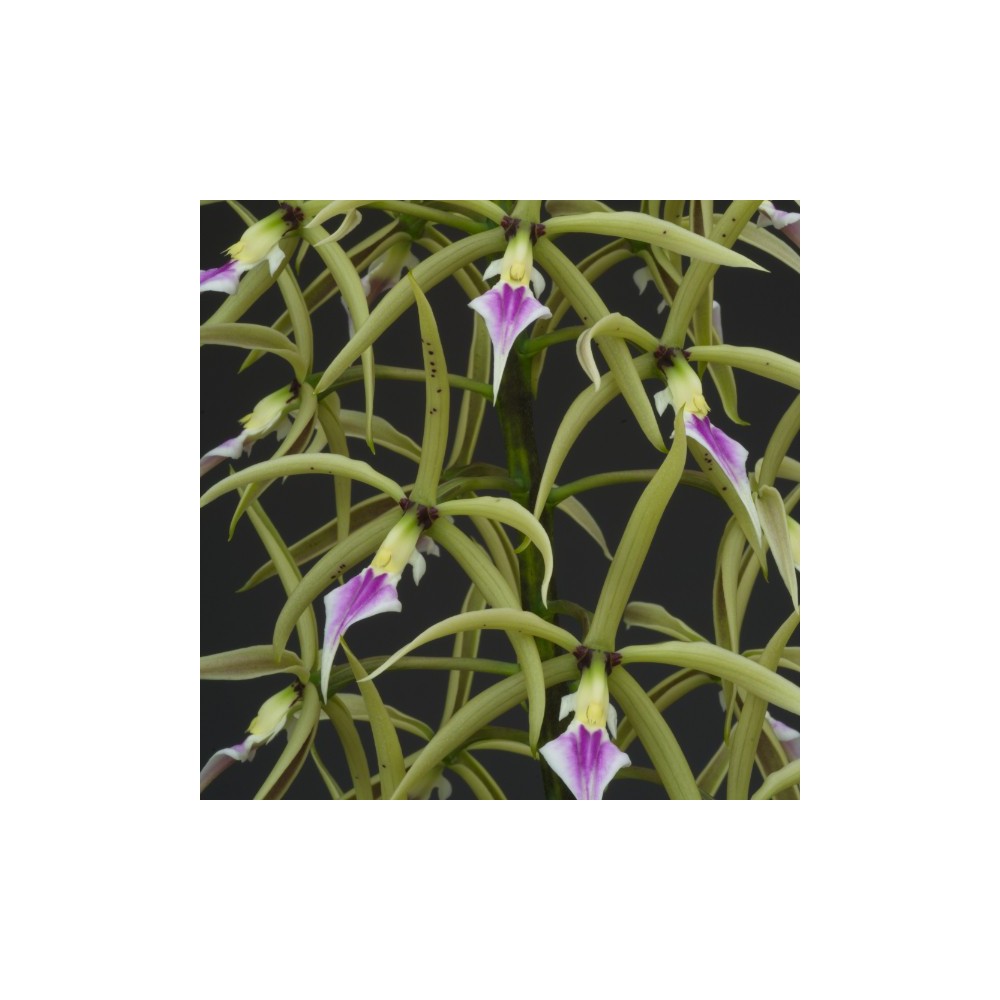Prosthechea ionocentra
