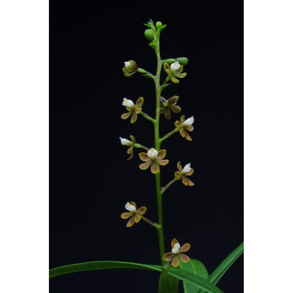 Prosthechea ochracea